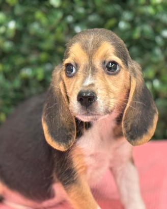 Beagle