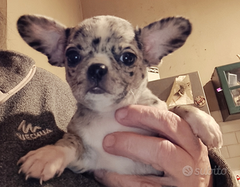 Cucciolo Chihuahua Merle