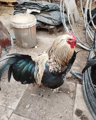 Galli