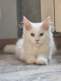 4 cuccioli di Maine Coon