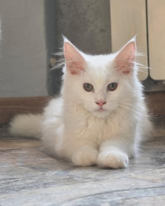 4 cuccioli di Maine Coon