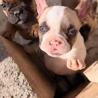 Cucciola bulldog francese