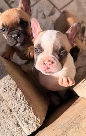 Cucciola bulldog francese