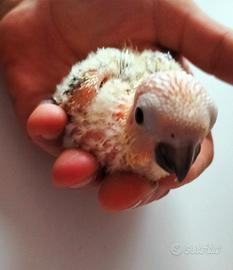  Conuro del sole Allevato a Mano 