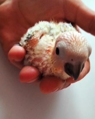  Conuro del sole Allevato a Mano 