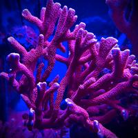 Talea Montipora digitata rossa corallo sps marino