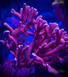Talea Montipora digitata rossa corallo sps marino