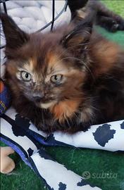 MAINE COON cuccioli black tortie
