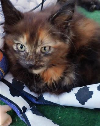 MAINE COON cuccioli black tortie