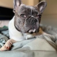 Bulldog francese