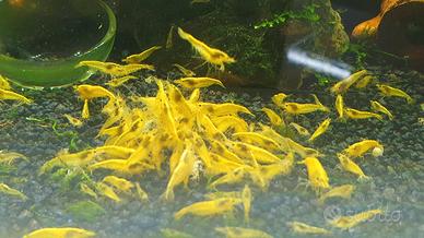 Neocaridine Yellow Neon