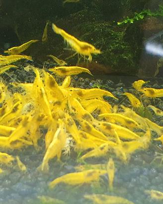 Neocaridine Yellow Neon