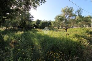 TER. AGRICOLO A CAMPOBASSO