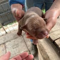 Cuccioli pitbull maschi