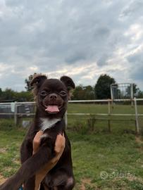 Cucciolo chihuahua PREZZO SHOCK