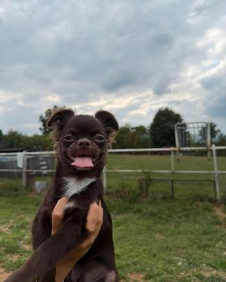 Cucciolo chihuahua PREZZO SHOCK