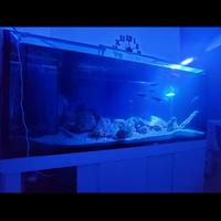 Acquario marino 150*60*65h