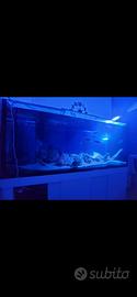 Acquario marino 150*60*65h