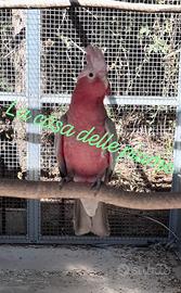 Cacatua Roseicapilla