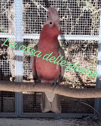 Cacatua Roseicapilla