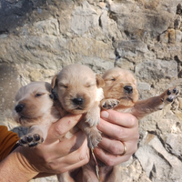 Golden Retriever Angloamericane con Pedigree Enci