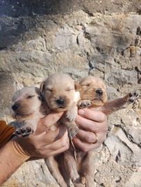 Golden Retriever Angloamericane con Pedigree Enci