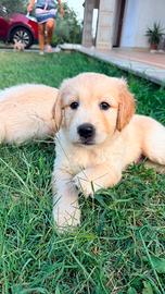 Cuccioli di Golden retriever