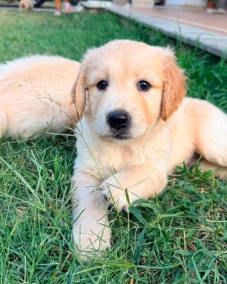 Cuccioli di Golden retriever