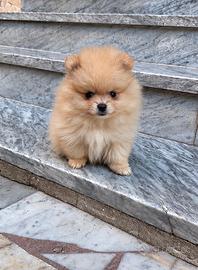 Spitz di pomerania toy