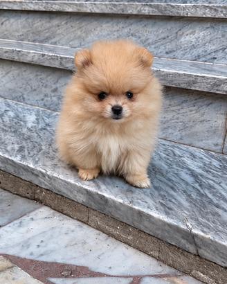 Spitz di pomerania toy