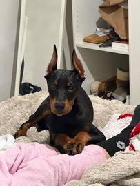 Dobermann