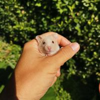 Cuccioli di Criceto Dorato [Esauriti]