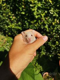 Cuccioli di Criceto Dorato [Esauriti]