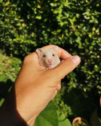 Cuccioli di Criceto Dorato [Esauriti]