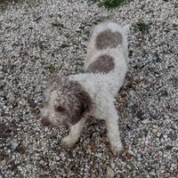 Cane da tartufi