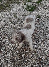 Cane da tartufi