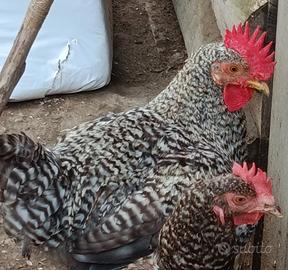 Galli Easter Egger 