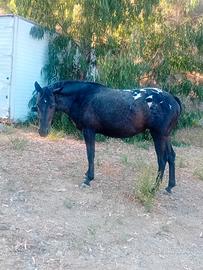 Cavalla appaloosa