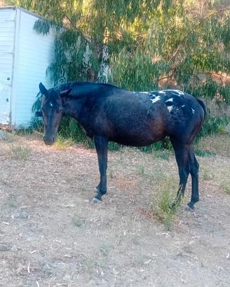 Cavalla appaloosa
