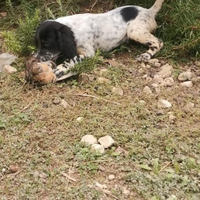 Cuccioli Setter Inglese