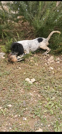 Cuccioli Setter Inglese