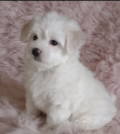 Femminuccia maltese mini