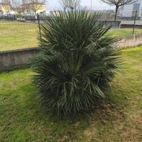 Palma da giardino 