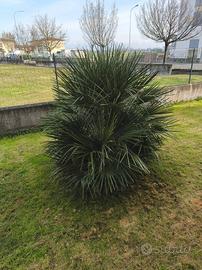 Palma da giardino 