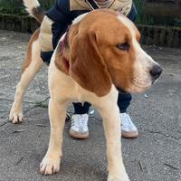 Beagle maschio