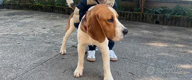 Beagle maschio