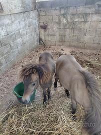 Coppia pony falabella
