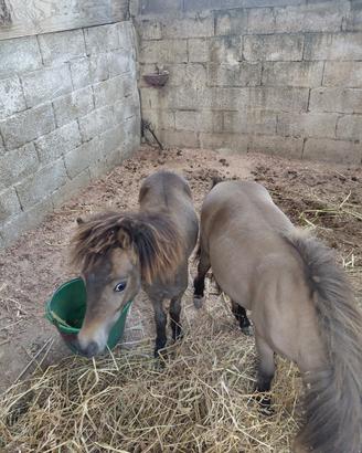 Coppia pony falabella