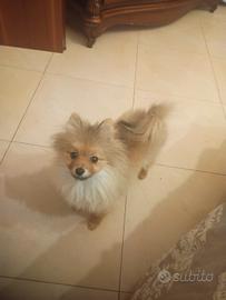 Spitz maschio 5 mesi