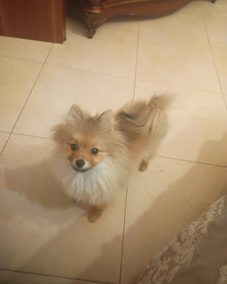 Spitz maschio 5 mesi